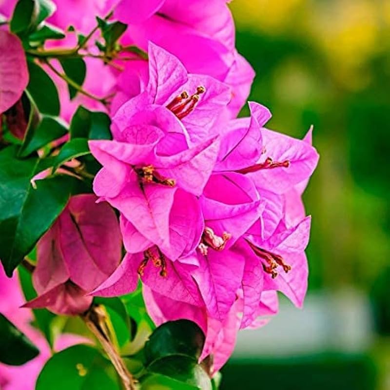 Bougainvillea plant live pink for Home Gurden Pack of 1