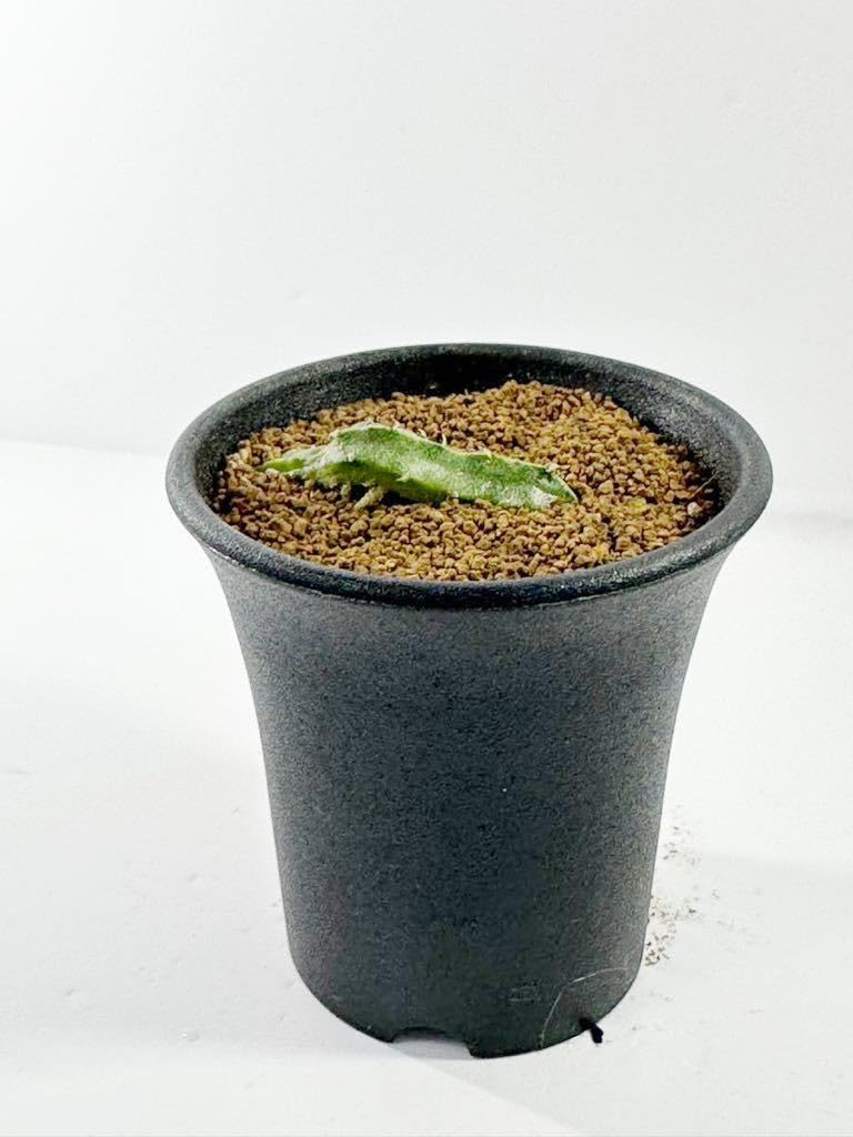 Amazon.co.jp: ガガイモ エキドノプシス マルムEchidonopsis malum 発