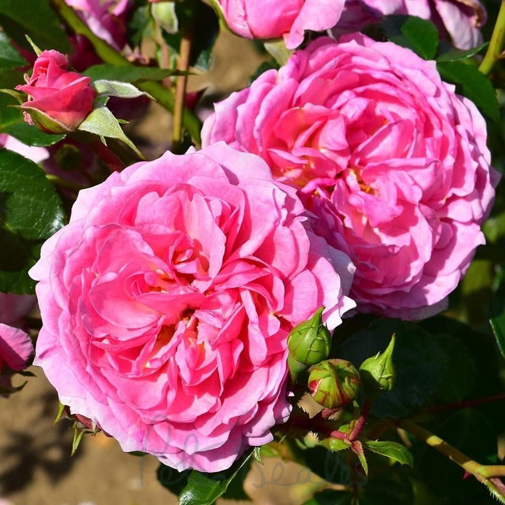 Peter Beales Roses UK Pippin Climbing Rose, Warm Pink Double Blooms, 240cm x 120cm, Repeat Flowering