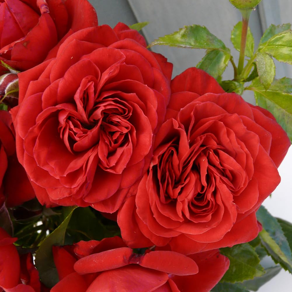 You Garden Harkness Roses Gift Wrapped Michael's Rose 4 Litre Pot from B&Q