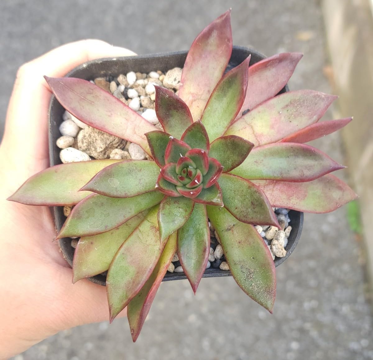 Amazon.co.jp: アガボイデス ルブラ 多肉植物 苗 : おもちゃ