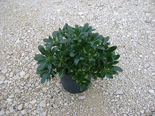 Pittosporum tobira Japanese Cheesewood Seeds, Japanerse Mock-Orange, Perennial(100 Seeds)