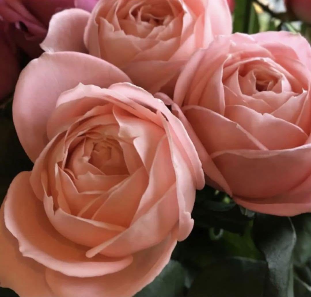 Amazon.co.jp: コロンコロンとしたマットなピンク色の可愛い薔薇