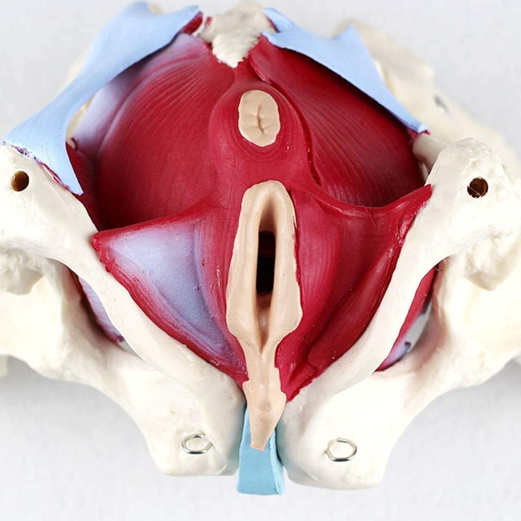 LBYLYH Modelo De La Pelvis Femenina - Modelo De Suelo Pélvico Grandeur Nature - Estructura De La Cuenca Médico Genital Modelo Anatómico - La Vista del Modelo