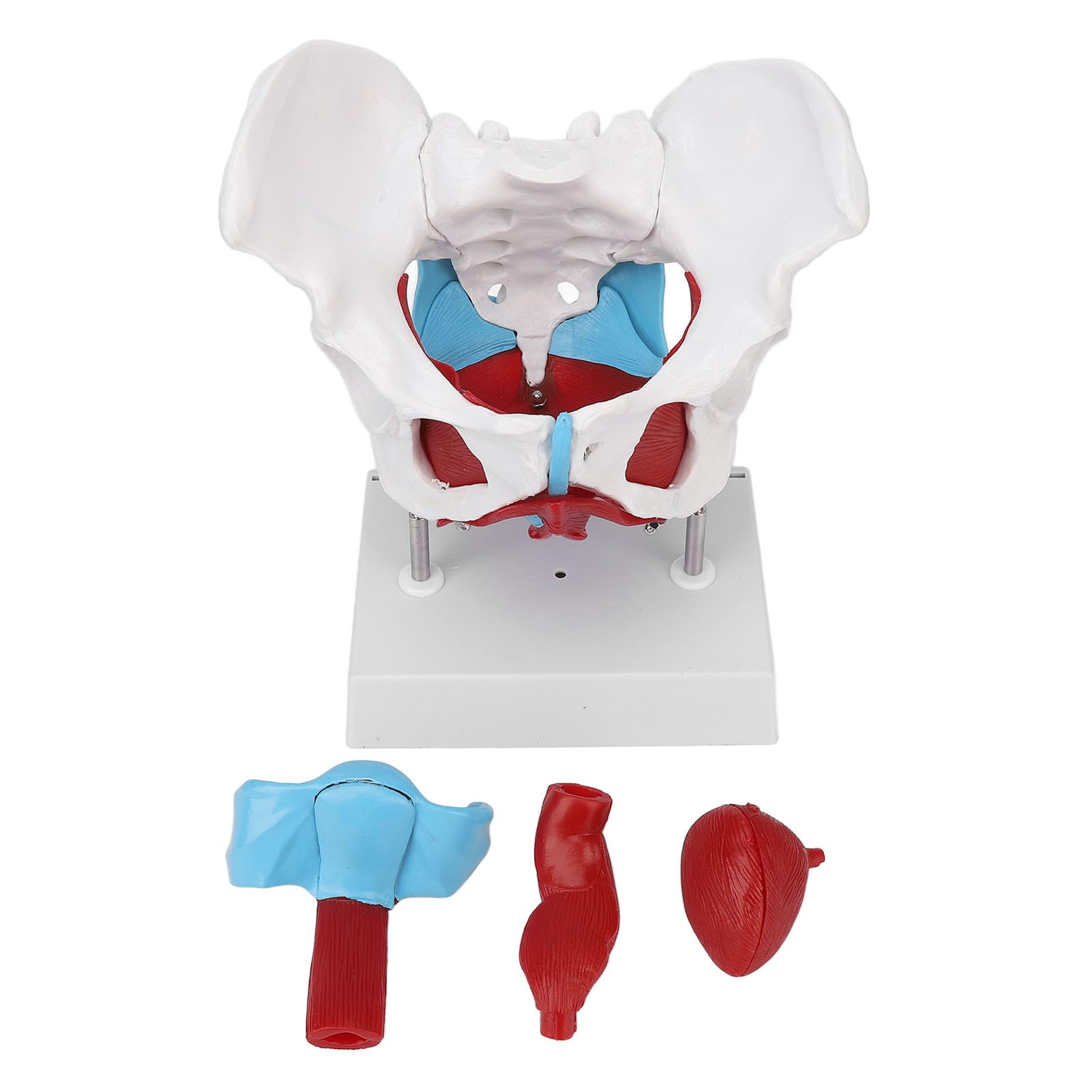 Modèle de bassin féminin, modèle d'anatomie féminine amovible grandeur nature avec les muscles du plancher pelvien, modèle anatomique coloré avec plinthe pour l'obstétrique