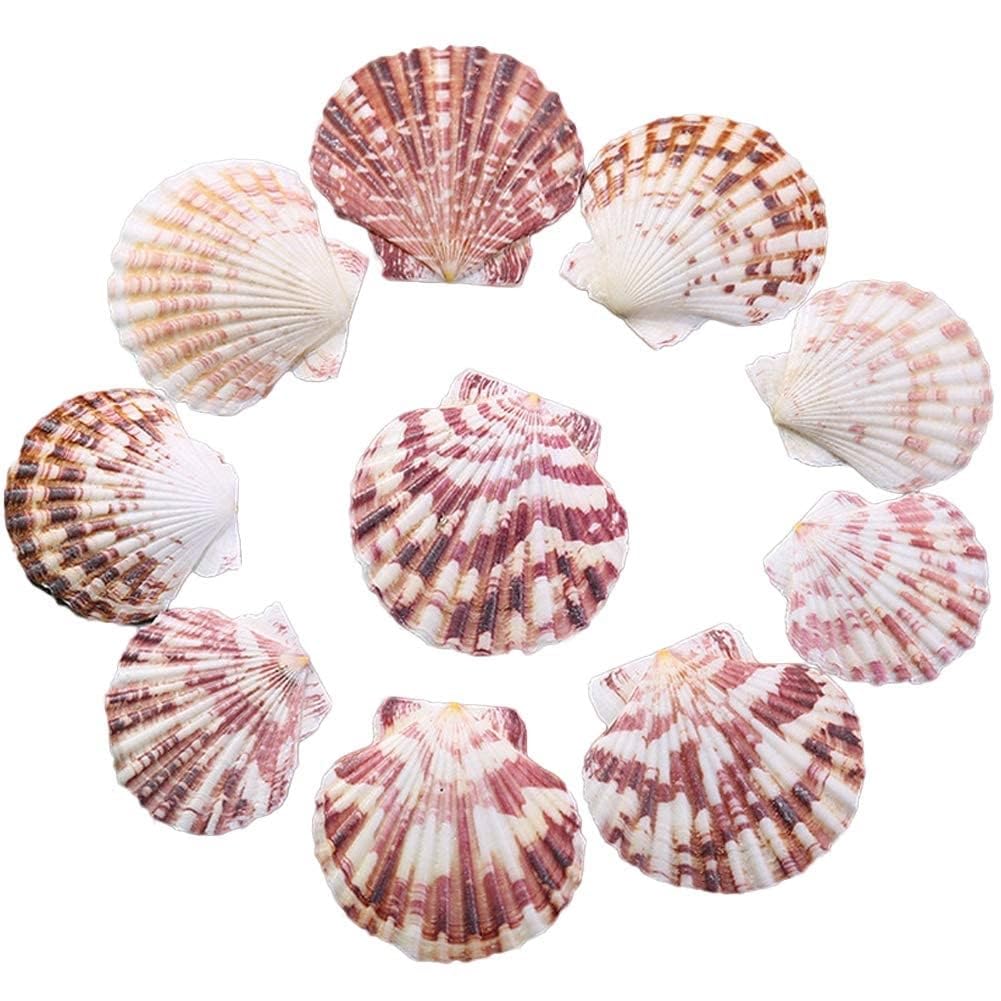 THE WHITE SHOP 50PCS Scallop Shell Natural Seashell from Sea Beach for DIY Crafts Decor for Wedding Decor Beach Theme Party, Home Decorations, Fish Tank