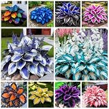 365+ Hosta Seeds for Planting Drought Tolerant Blue Hosta Plants Perennial Heart-Shaped Hosta Bare Roots - Rich Foliage, Heart Shaped Leaves, Outdoor Garden Bonsai Decoration