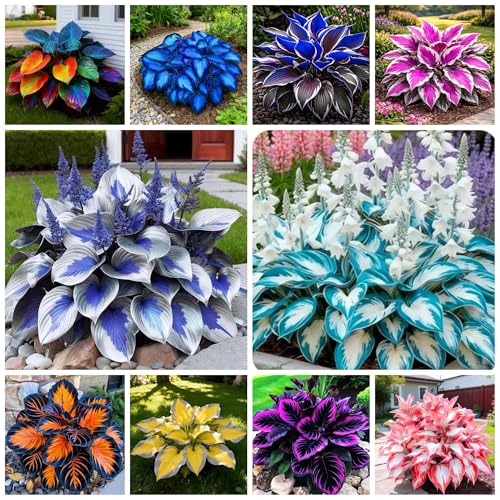 365+ Hosta Seeds for Planting Drought Tolerant Blue Hosta Plants Perennial Heart-Shaped Hosta Bare Roots - Rich Foliage Heart Shaped Leaves Outdoor Garden Bonsai Decoration