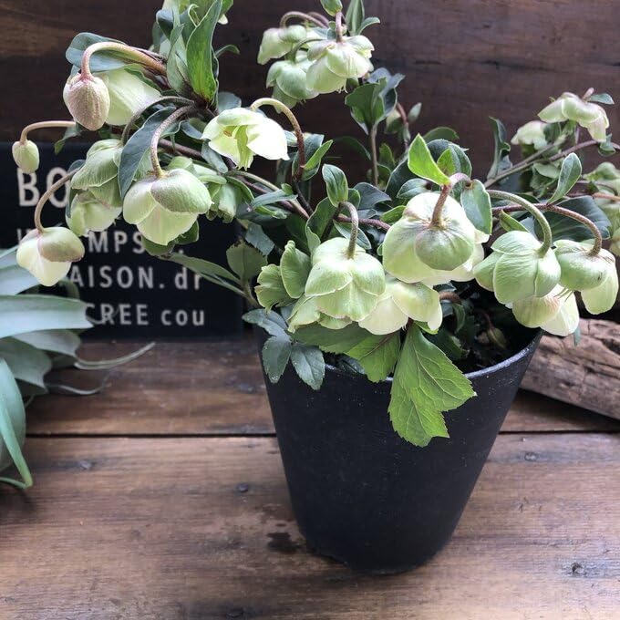 Amazon.co.jp: パリジェンヌ17 ウィンターベル 希少 クリスマスローズ