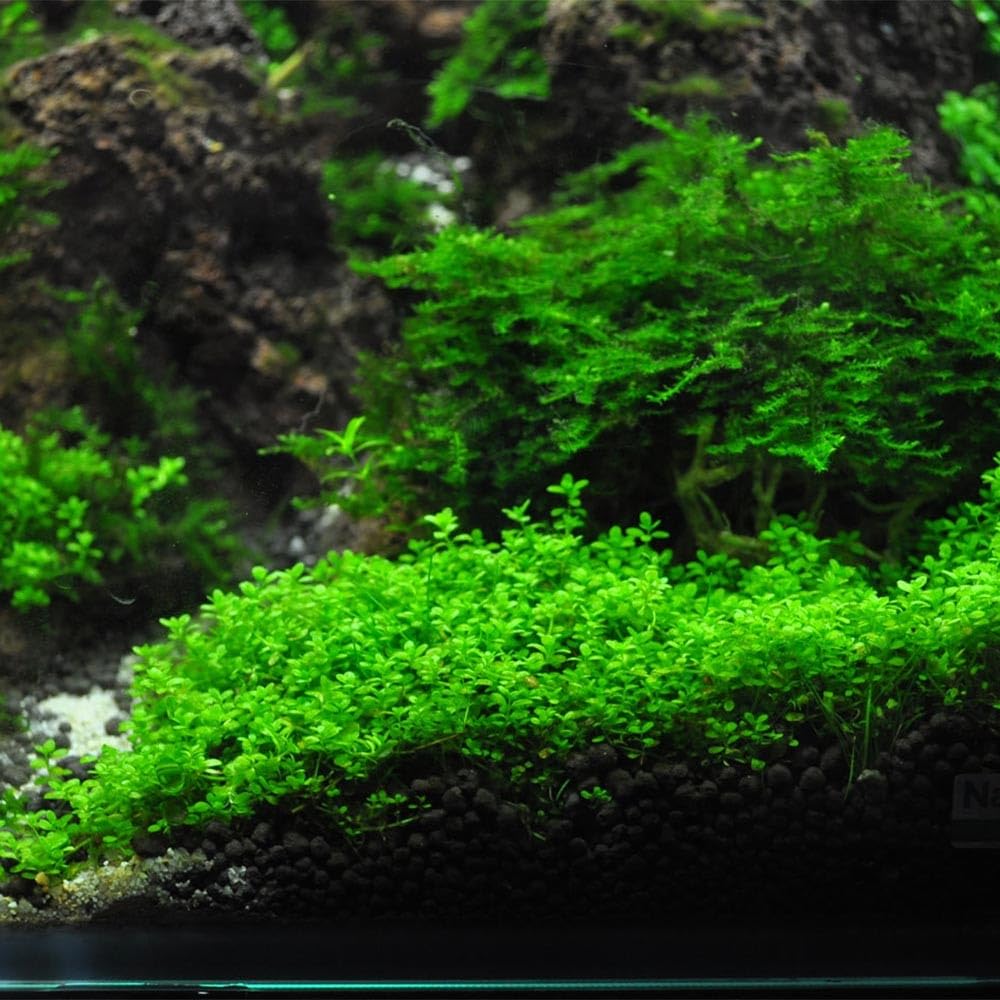 Hemianthus callitrichoides Cuba in Vitro Pianta Tappezzante Acquario Dolce