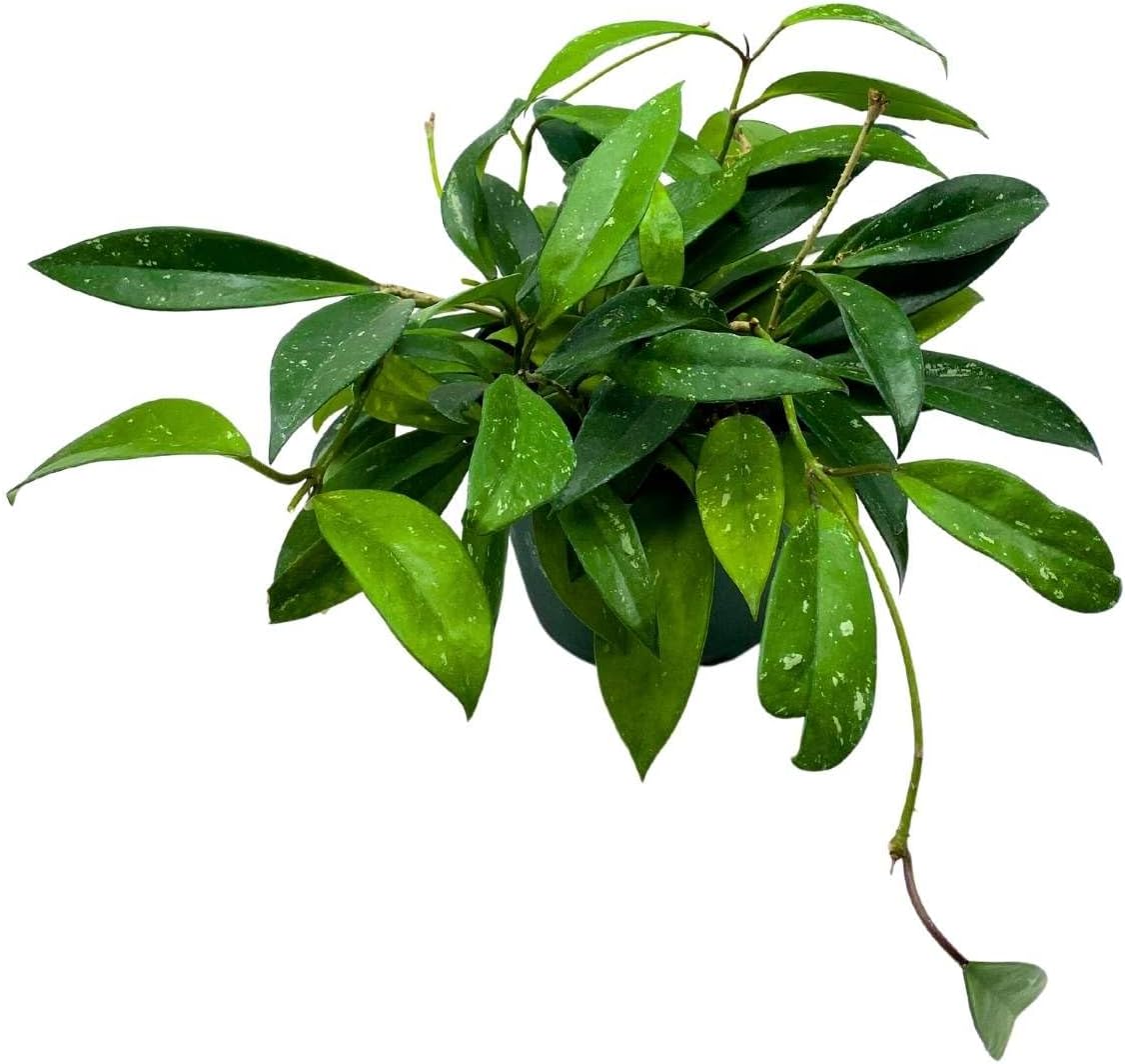 BubbleBlooms Hoya Pubicalyx in a 6 inch Pot Silver Speckled Splash