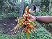 Turmeric (rhizome) Grow Your own ,Grow Indoors or Outdoors