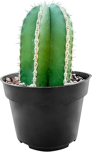 Sprout N Green Cactus mexicano para valla  Pachycereus marginatus, planta de cactus vivos de 4 a 6 pulgadas de alto, decoración de oficina para el