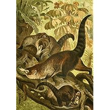 Brehms Tierleben 1900 White-nosed Coati Poster Print by Unknown 24 x 36