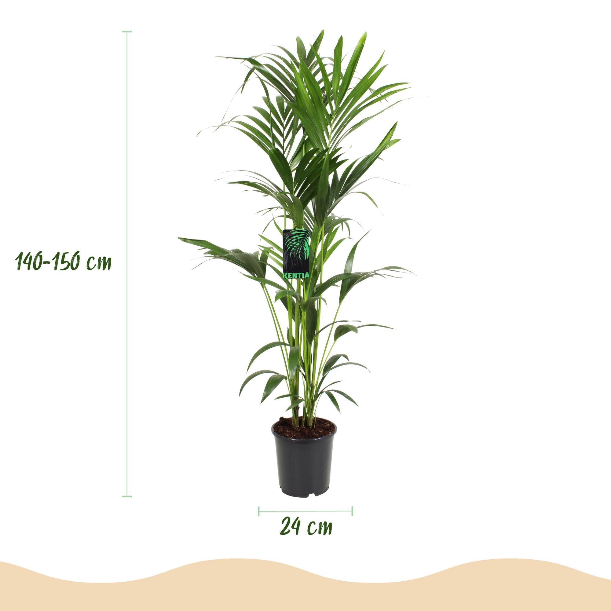 Green boutiQ - Plante d'intérieur - Howea Forsteriana - Palmier Kentia - Peu d'entretien - Vert - 1 plante - Pot 24cm - Hauteur 140-150cm