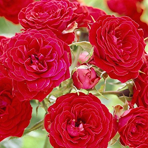 Royal Paradise Gardens Rare Rose Live Plant Bush Rose Remembrance (1 Healthy Plant) Amazon