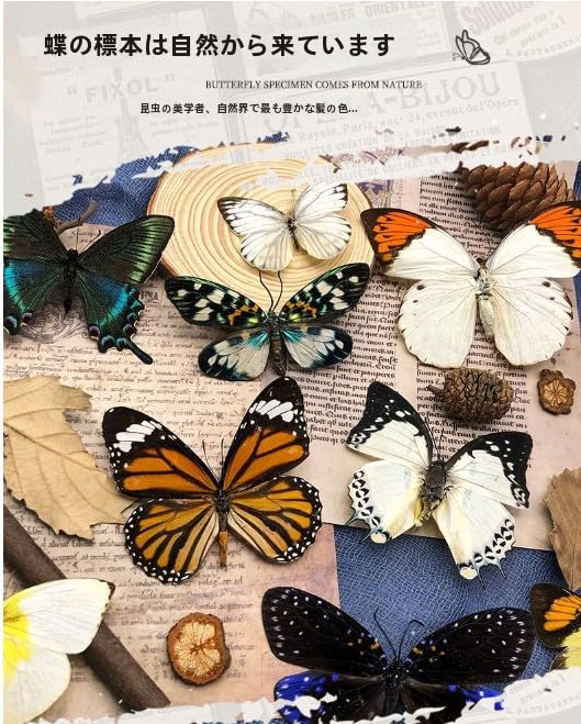 Amazon | LIVIA 本物の蝶標本、壁掛け装飾、デスクトップ羽のある昆虫