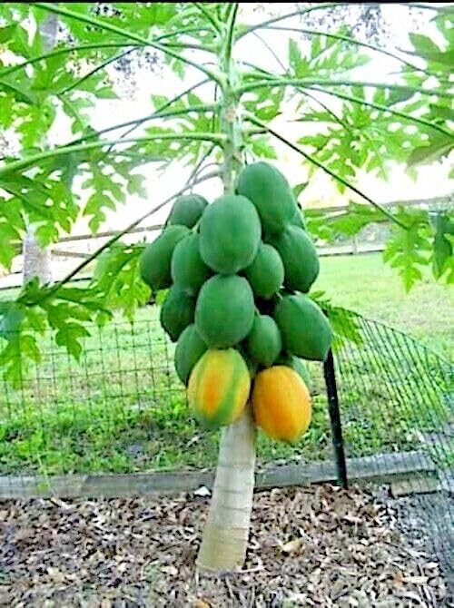 Miniatura 8 de 3 paquetes de semillas de árbol enano solo WAIMANALO (Carica Papaya) Papaya enana semillas de papaya enana enana enana semillas de papaya enana