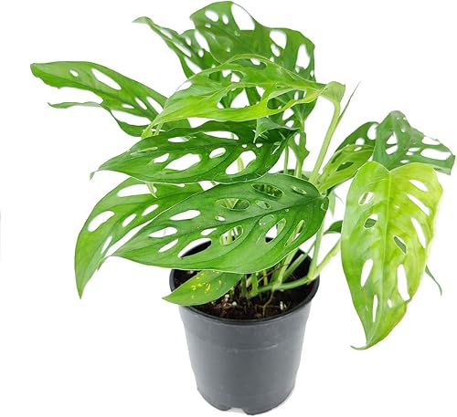 Miniatura 4 de Monstera Adansonii 'Swiss Cheese' (maceta cultivadora de 6 pulgadas)  Planta de interior purificadora de aire con flores blancas  Planta de interior