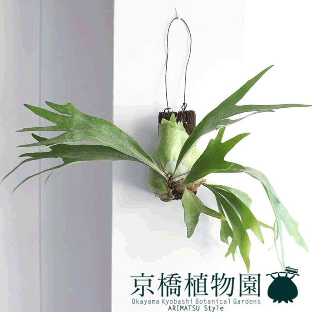 ビカクシダビブルカツムオールド　クランプ　大株　吊り下げ　コルク 現品】コウモリラン/ビカクシダ・ビフルカツム コルク板付き