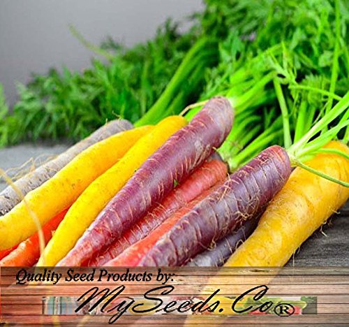 Myseeds.co Big Pack - (3,500+) Rainbow Mix Carrot Seeds - Atomic Red, Bambino Orange, Cosmic Purple, Lunar White And Solar Yellow Seeds (Big Pack - Carrot Rainbow Mix) #TOP4