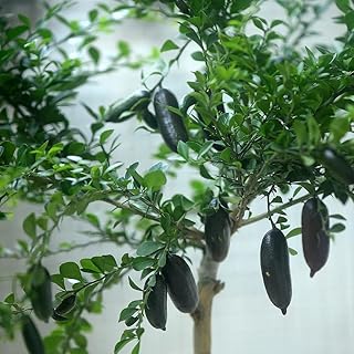 fingerlimette - winterfeste garten balkon deko exotische gewächshaus bio hochbeet 20samen