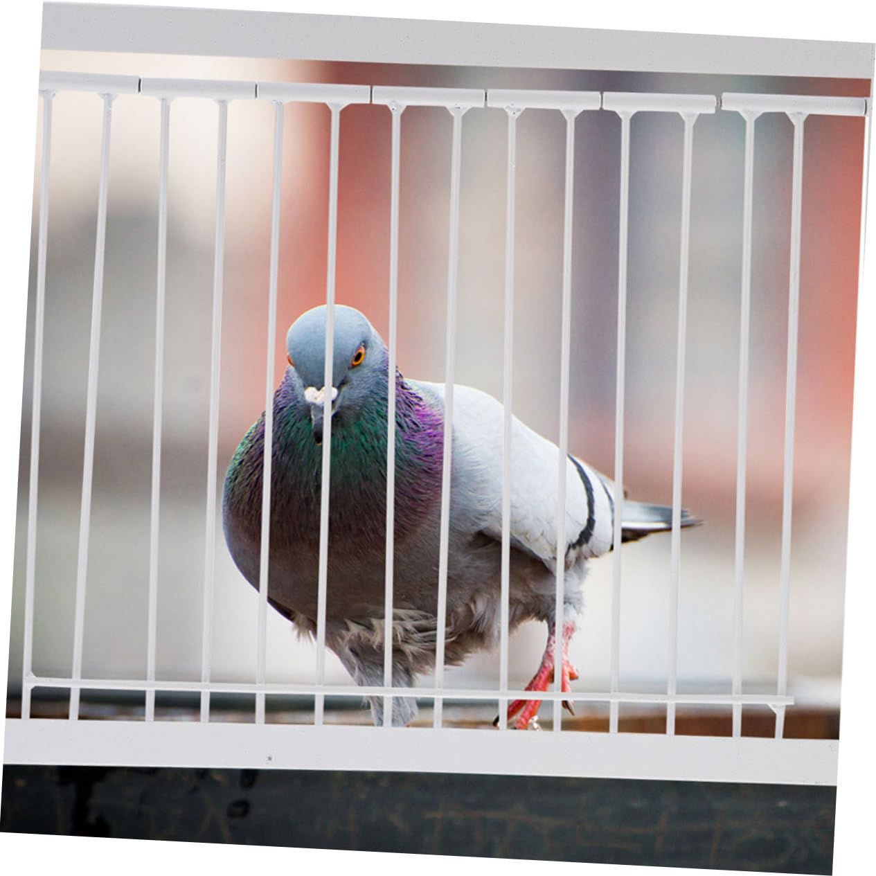 Puerta de Metal para Aves de Carreras, 2 Piezas en Color Claro | Actividad Reforzada, para Entrenamiento y Vuelo, Uso en Aves, Larga Vida Útil