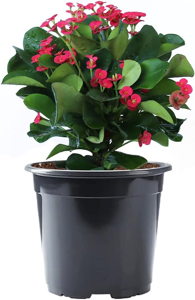 American Plant Exchange Live Crown of Thorns 'Red' โ 6-Inch Pot โ Flowering Succulent with Thick Stems and Bright Red Blooms, Drought-Tolerant Easy Care Plant for Sunny Windows, Patios & Gardens