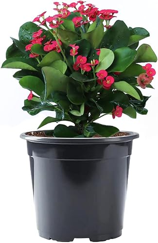 American Plant Exchange Crown of