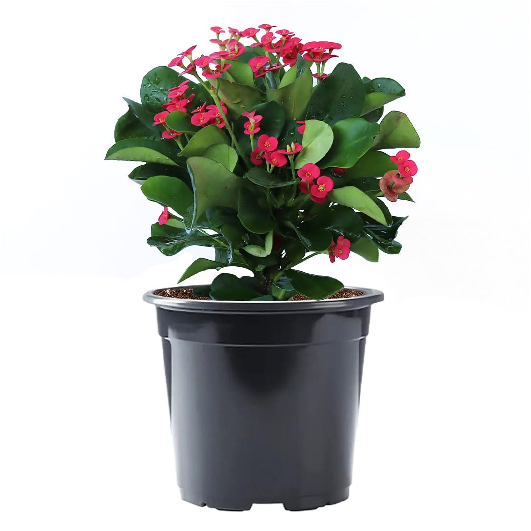 American Plant Exchange Live Crown of Thorns 'Red'
