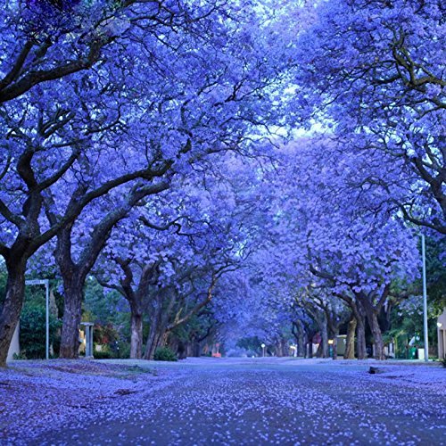 Rare Jacaranda Mimosifolia semillas de árbol bonsái árbol jacaranda flores plantas ornamentales para macetas, 30 unidades