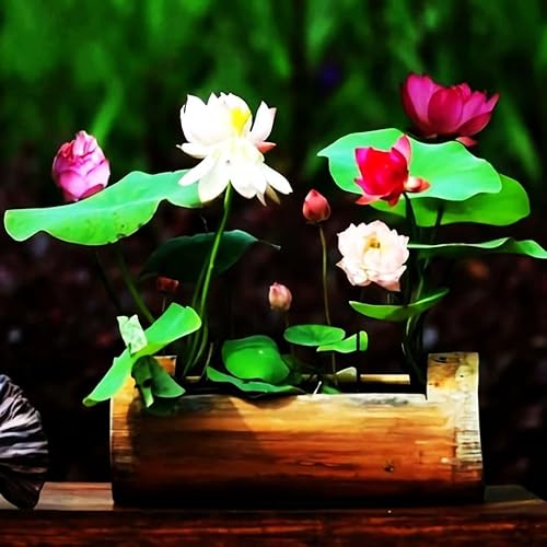 Miniatura 2 de 35 semillas de lirio acuático y loto en miniatura mixtas, flores vibrantes para cuencos y estanques sin OMG, jardín acuático para interiores y