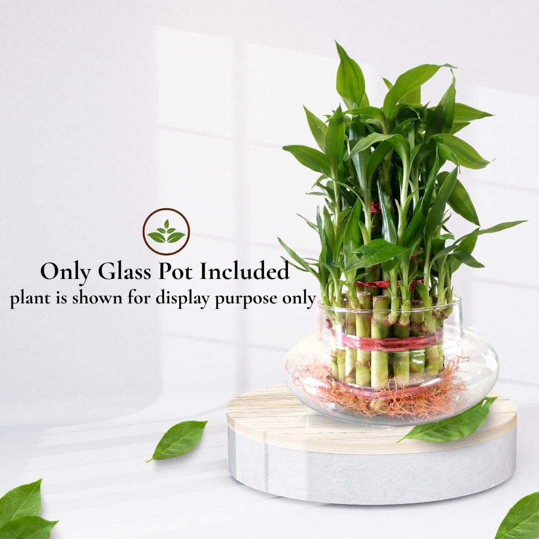 Glass Pot for 2 & 3 Layer Lucky Bamboo | Transparent Curved Dish   - 6 Inch, Pack of 1 | Ideal for Indoor Water Plants, Home & Office Decor - Image 4 thumbnail