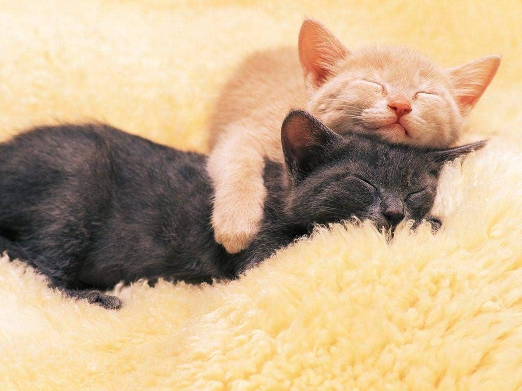 ダイヤモンドアートキットと大人と子供のための5dダイヤモンドアート塗装キットはちみつ猫ホーム装飾と室内壁装飾のために仕上げてくださいx30cm 超人気新品