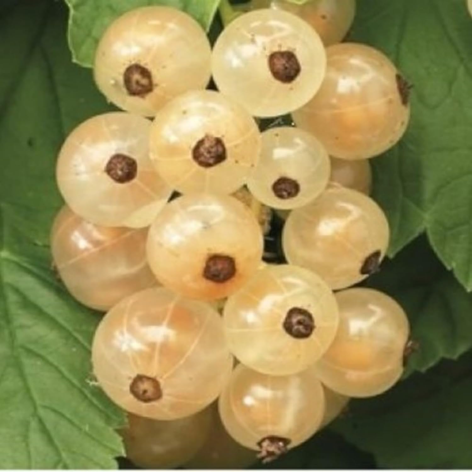 4-8” Tall “Blanca” White Currant Rooted Plant dormant