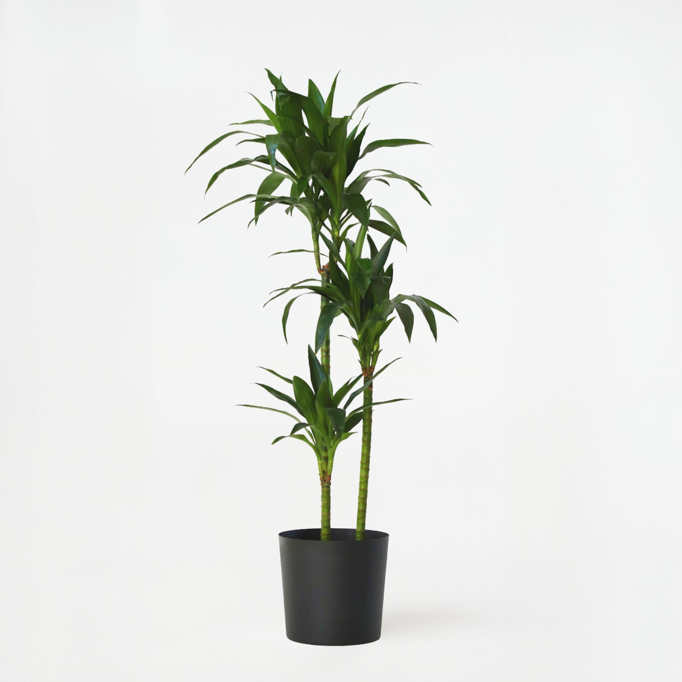 Plant in a Box - Dracaena fragrans 'Janet Craig' - Groe zimmerpflanze -  Pflegeleicht - Drachenbaum - Topf 24cm - Hhe 140-150cm : Amazon.de: Garten