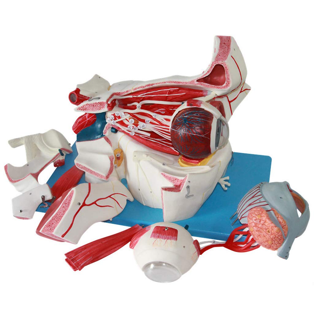 Modelo Anatomico Del Ojo Humano Globo Ocular Modelo Anatomico Medicina Ocular Lagrima De Parpados Modelo Anatomico Medico Material De Pvc Modelo Tejido Ocular Para El Estudio Pantalla Ensenanza Amazon Es