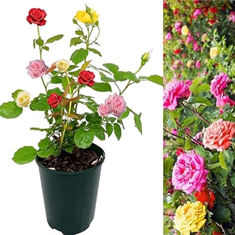 Rose Bush Trio in 2 Litre Pot Cover