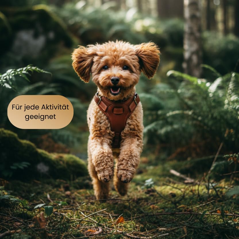 Hundegeschirr kleine Hunde aus echtem Rindsleder - Hundegeschirr Leder für Dackel, Chihuahua & co - verstellbares Welpengeschirr - Geschirr für kleine Hunde für Spaziergänge & Alltag (S)