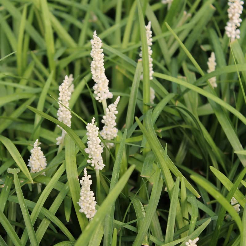 6x Liriope 'Monroe White' – Vaso 9x9 cm – pianta perenne fioritura bianca giardino