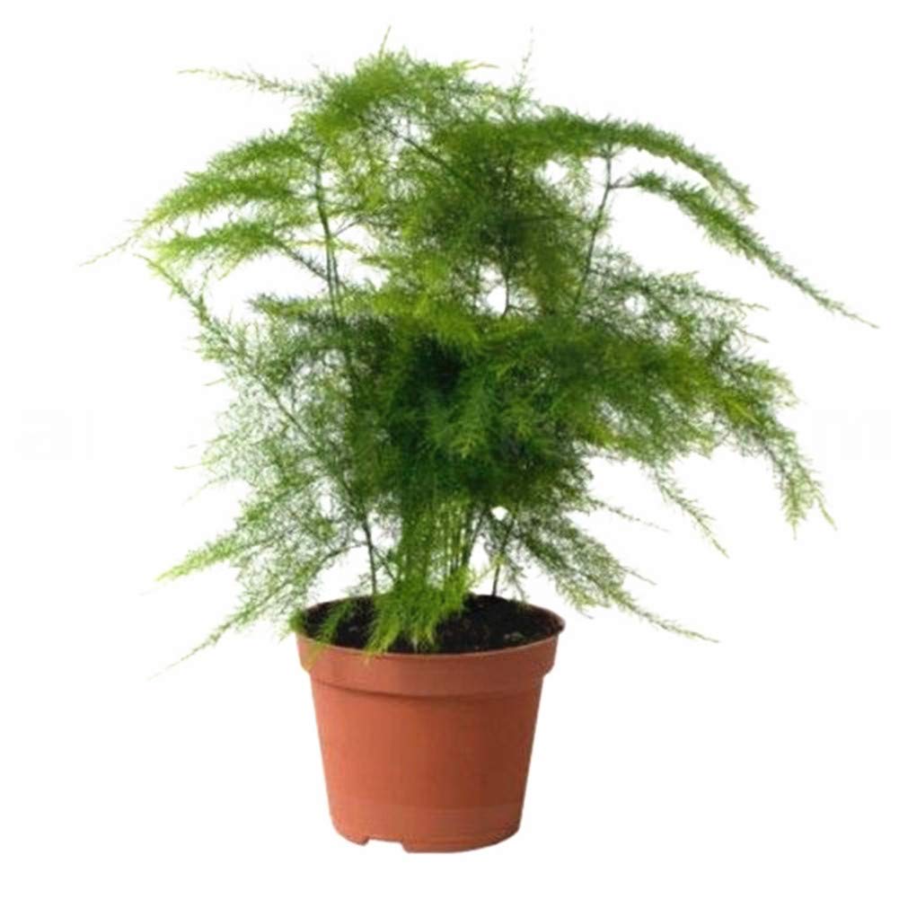 25 Asparagus Semi Plumosa Lace felce