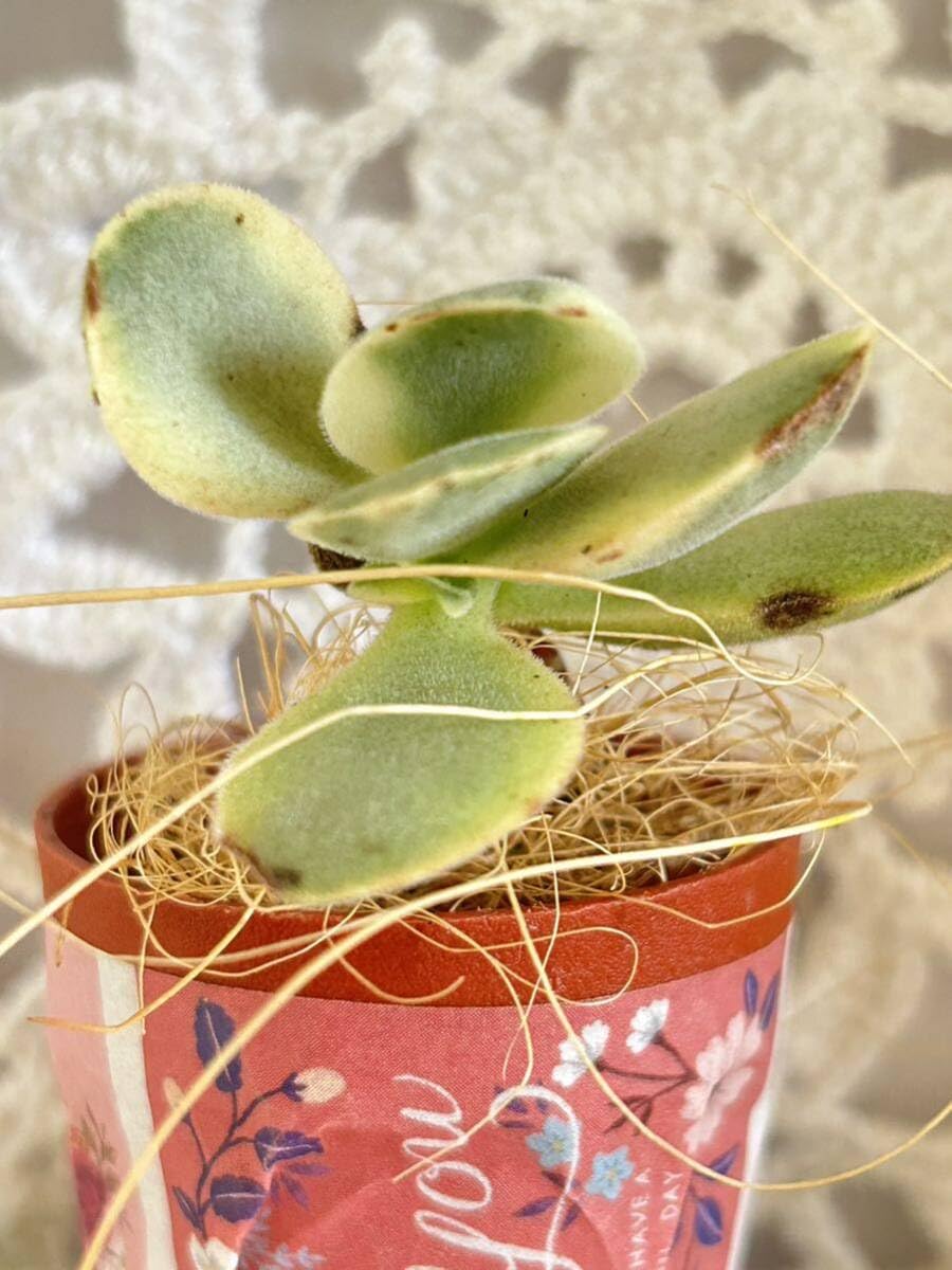 グランプラス錦 抜き苗 【公式通販】