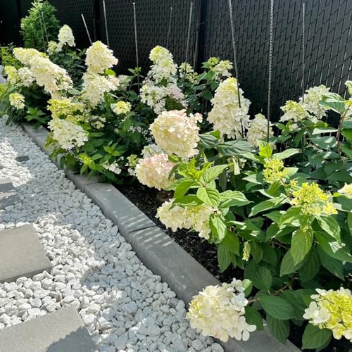 Semi di ortensia a pannocchia, per luoghi soleggiati Ortensia paniculata, giardino di per esterno resistenti all'inverno semi esotici resistenti 50pcs