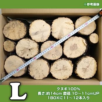 Amazon | 産卵木 Lサイズ クヌギ材 11～12本セット｜クワガタ
