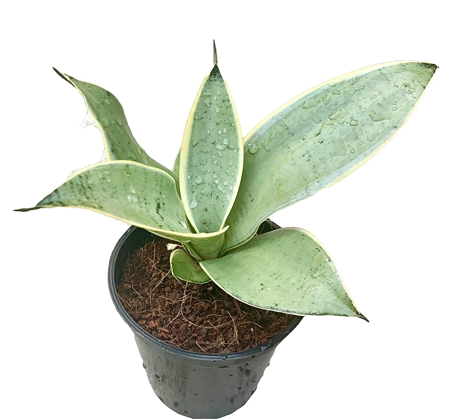 OXTIC Sansevieria Trifasciata Night Owl Rare Imported Variety Natural Live Plant in Pot (B08W3GXNYF) Amazon Price History, Amazon Price Tracker