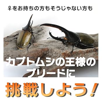 ぷてらす　ヘルクレスオオカブト 他 Hercules beetle breeding method【カブPのヘラクレスオオカブト