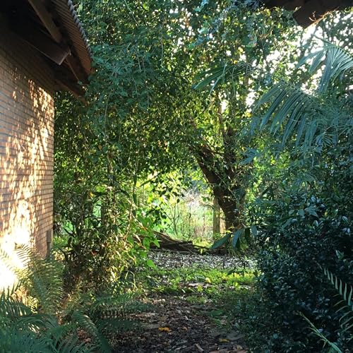 Clearing by Martha Postlethwaite