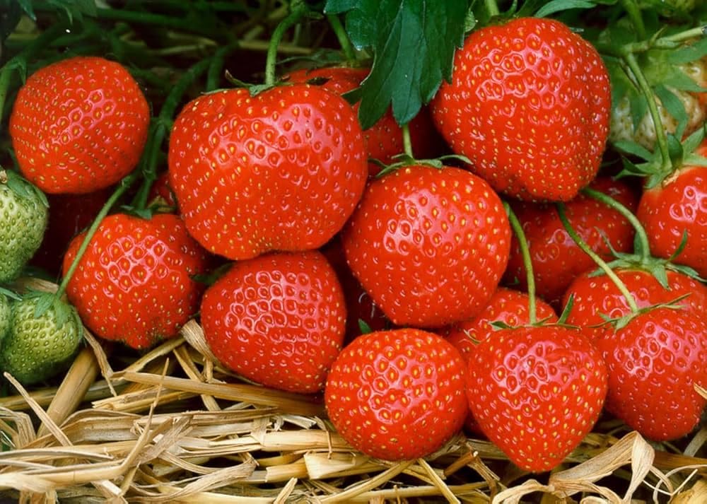 6X Plants..Strawberry Cambridge Favourite Bare Root Plants - Grow Your Own Strawberries - Bare Root Strawberry Runners - Fruit Plant (Regular Packaging (Contain Plastic))