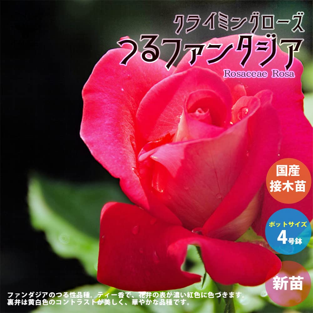 Amazon.co.jp: ITANSE 薔薇 つるファンタジア 4号 1個売り[花木