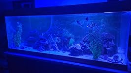 Review Image by Longbow1 Longbow1